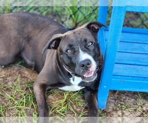 American Pit Bull Terrier-Unknown Mix Dogs for adoption in Ocala, FL, USA