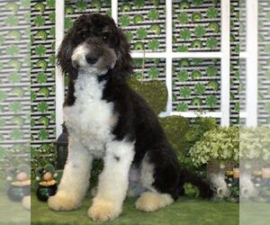 Poodle (Miniature)-Sheepadoodle Mix Puppy for sale in HUTCHINSON, KS, USA