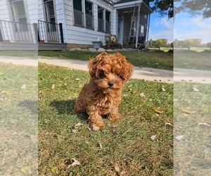 Cavapoo Puppy for sale in PROVIDENCE, RI, USA