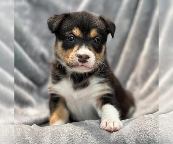 Medium Photo #1 Colonial Cocker Spaniel-Unknown Mix Puppy For Sale in San Diego, CA, USA