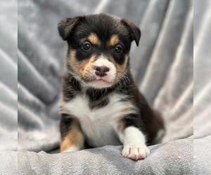 Colonial Cocker Spaniel-Unknown Mix Dogs for adoption in San Diego, CA, USA