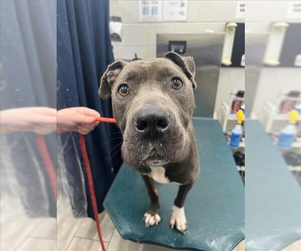 Medium Photo #1 American Bulldog-Unknown Mix Puppy For Sale in Mobile, AL, USA