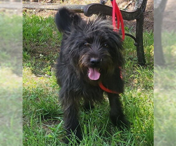 Medium Photo #4 Mutt Puppy For Sale in Wetumpka, AL, USA