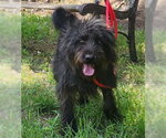 Small #3 Mutt