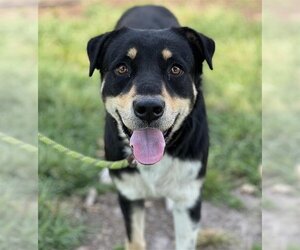 Rottweiler-Unknown Mix Dogs for adoption in Conroe, TX, USA