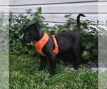 Small #1 Mutt