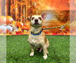 Small #1 Chihuahua Mix