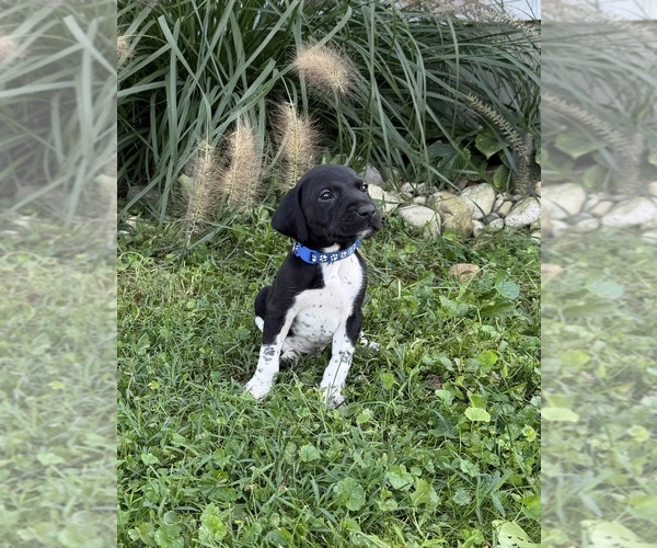Medium Photo #7 German Shorthaired Pointer Puppy For Sale in XENIA, OH, USA