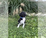 Small #6 German Shorthaired Pointer