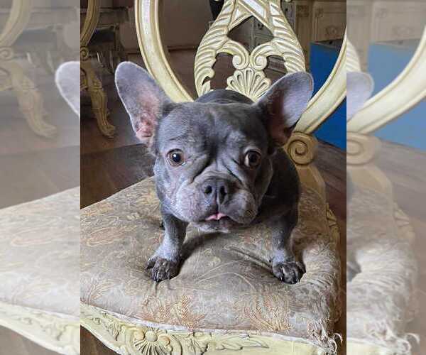 Medium Photo #3 French Bulldog Puppy For Sale in Lakewood, CO, USA
