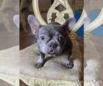 Small #2 French Bulldog