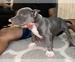 Small Photo #7 American Bully Puppy For Sale in DRY FORK, VA, USA