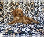 Small #9 Cavapoo (Miniature)