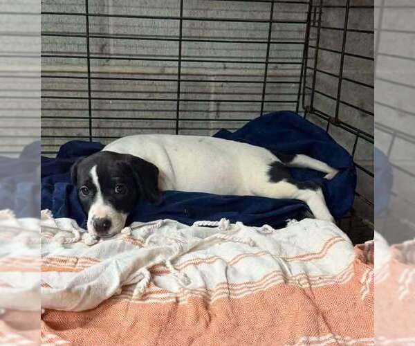 Medium Photo #4 Basset Hound-Unknown Mix Puppy For Sale in New York, NY, USA