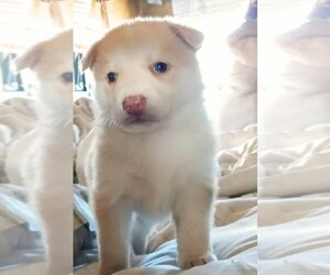 Dutch Shepherd -Siberian Husky Mix Puppy for sale in BONANZA, OR, USA