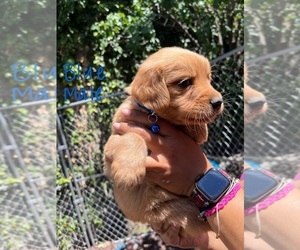 Golden Retriever Puppy for sale in STKN, CA, USA