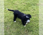 Small #2 Bearded Collie