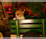 Small Photo #4 Pembroke Welsh Corgi Puppy For Sale in SPRINGFIELD, MO, USA