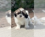 Small #5 Shih Tzu