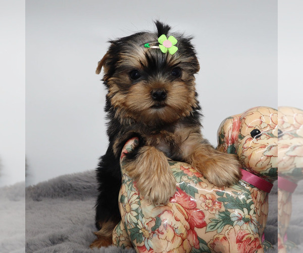 Medium Photo #2 Yorkshire Terrier Puppy For Sale in LOS ANGELES, CA, USA
