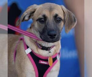 Lego Pup - Galaxy - Female Chihuahua-Unknown Mix Dog for Adoption - Photo #3