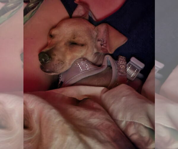 Medium Photo #18 Jack Chi Puppy For Sale in Princeton, MN, USA