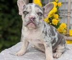 Small Photo #35 French Bulldog Puppy For Sale in GOSHEN, IN, USA