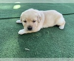Small Photo #6 Labrador Retriever Puppy For Sale in SATELLITE BEACH, FL, USA