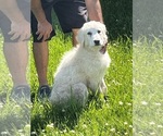 Puppy 1 Great Pyrenees-Newfoundland Mix