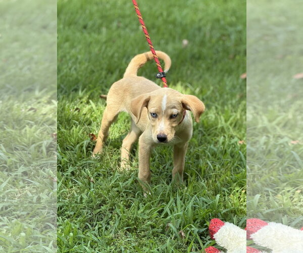 Medium Photo #3 Mutt Puppy For Sale in Yardley, PA, USA