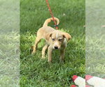 Small #2 Mutt
