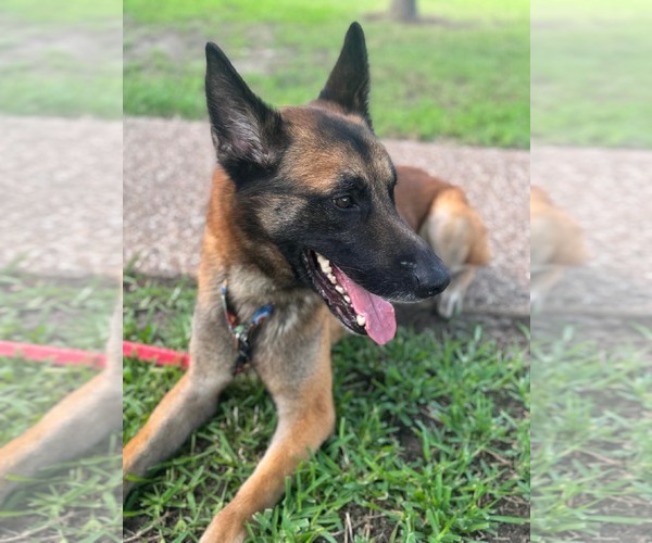 Medium Photo #3 German Shepherd Dog-Unknown Mix Puppy For Sale in Dallas, TX, USA