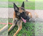 Small #2 German Shepherd Dog Mix