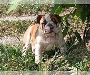 English Bulldog Puppy for sale in GREEN FOREST, AR, USA