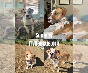 Squishy - Female Mutt Dog for Adoption - Photo #2