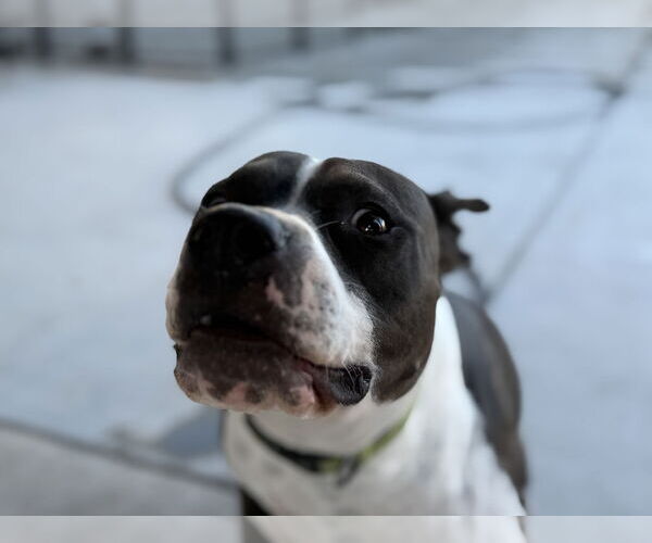 Medium Photo #4 American Pit Bull Terrier-Unknown Mix Puppy For Sale in Chandler, AZ, USA