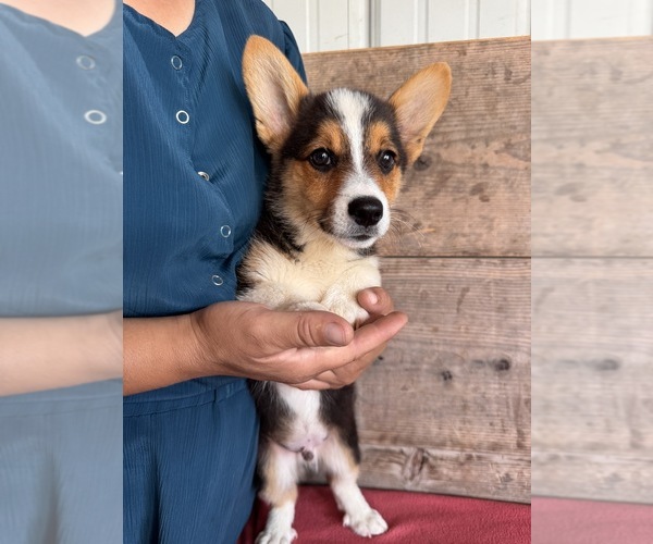 Medium Photo #5 Pembroke Welsh Corgi Puppy For Sale in VERMONTVILLE, MI, USA
