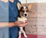 Small #4 Pembroke Welsh Corgi