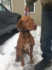 Father of the Vizsla puppies born on 02/23/2017