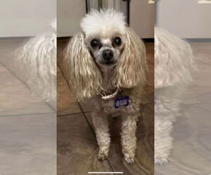 Poodle (Toy) Dogs for adoption in Gulfport, MI, USA