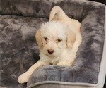 Small Photo #3 Miniature Labradoodle Puppy For Sale in ROY, WA, USA