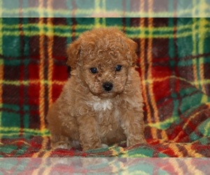 Poodle (Toy) Puppy for sale in DYERSBURG, TN, USA