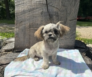 Shih Tzu Puppy for sale in HARDY, AR, USA