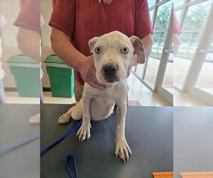 American Pit Bull Terrier-Unknown Mix Dogs for adoption in Plano, TX, USA