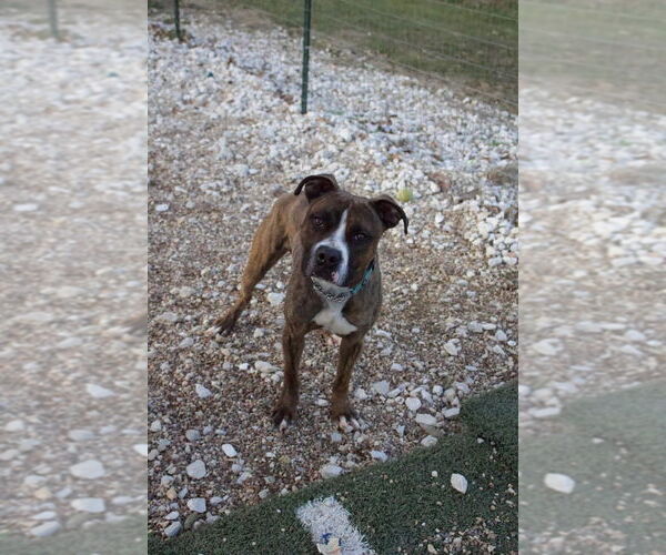 Medium Photo #1 Boxer-Unknown Mix Puppy For Sale in Foristell, MO, USA