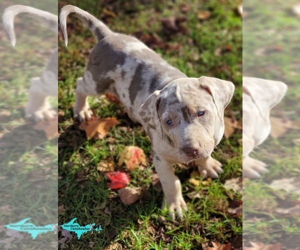 Medium Photo #1 Catahoula Leopard Dog Puppy For Sale in MORAN, MI, USA
