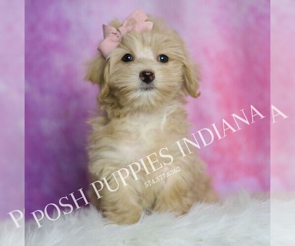 Medium Photo #1 Maltipoo Puppy For Sale in WARSAW, IN, USA
