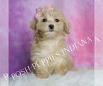 Small Maltipoo