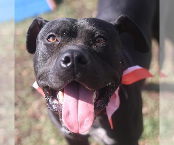 Medium Photo #1 American Staffordshire Terrier Puppy For Sale in San Antonio, TX, USA