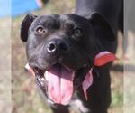 Small American Staffordshire Terrier
